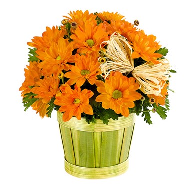 Fall Mum Plant In Woodchip Planter